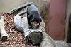 ueno_zoo_2343_mini.jpg