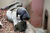 ueno_zoo_2344_mini.jpg