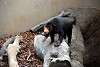ueno_zoo_2346_mini.jpg