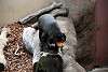 ueno_zoo_2348_mini.jpg