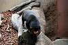 ueno_zoo_2349_mini.jpg