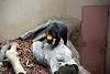 ueno_zoo_2350_mini.jpg