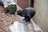 ueno_zoo_2355_mini.jpg