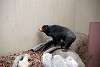 ueno_zoo_2357_mini.jpg