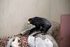 ueno_zoo_2359_mini.jpg
