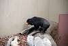 ueno_zoo_2361_mini.jpg