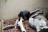 ueno_zoo_2366_mini.jpg