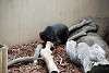 ueno_zoo_2367_mini.jpg