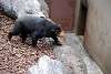 ueno_zoo_2373_mini.jpg