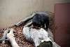 ueno_zoo_2376_mini.jpg