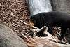 ueno_zoo_2380_mini.jpg