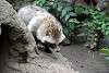 ueno_zoo_2386_mini.jpg