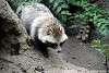 ueno_zoo_2387_mini.jpg
