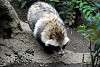 ueno_zoo_2388_mini.jpg