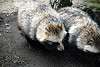 ueno_zoo_2392_mini.jpg