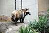 ueno_zoo_2394_mini.jpg