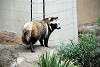 ueno_zoo_2395_mini.jpg