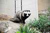 ueno_zoo_2396_mini.jpg