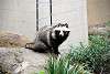 ueno_zoo_2397_mini.jpg