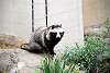 ueno_zoo_2398_mini.jpg