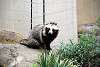 ueno_zoo_2399_mini.jpg