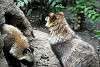 ueno_zoo_2403_mini.jpg