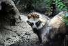 ueno_zoo_2406_mini.jpg