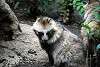 ueno_zoo_2408_mini.jpg