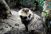 ueno_zoo_2409_mini.jpg