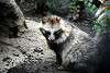 ueno_zoo_2410_mini.jpg