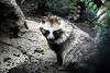 ueno_zoo_2411_mini.jpg