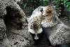 ueno_zoo_2412_mini.jpg