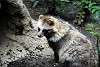 ueno_zoo_2413_mini.jpg