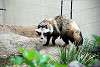 ueno_zoo_2414_mini.jpg