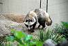 ueno_zoo_2415_mini.jpg