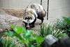 ueno_zoo_2416_mini.jpg