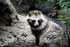 ueno_zoo_2417_mini.jpg