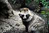 ueno_zoo_2418_mini.jpg