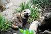 ueno_zoo_2419_mini.jpg