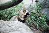 ueno_zoo_2421_mini.jpg