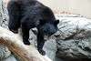 ueno_zoo_2423_mini.jpg