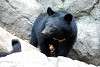 ueno_zoo_2425_mini.jpg