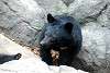 ueno_zoo_2426_mini.jpg