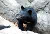 ueno_zoo_2427_mini.jpg