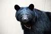 ueno_zoo_2428_mini.jpg