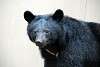 ueno_zoo_2429_mini.jpg