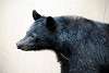 ueno_zoo_2430_mini.jpg