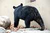 ueno_zoo_2431_mini.jpg
