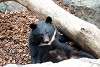 ueno_zoo_2432_mini.jpg