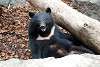 ueno_zoo_2433_mini.jpg